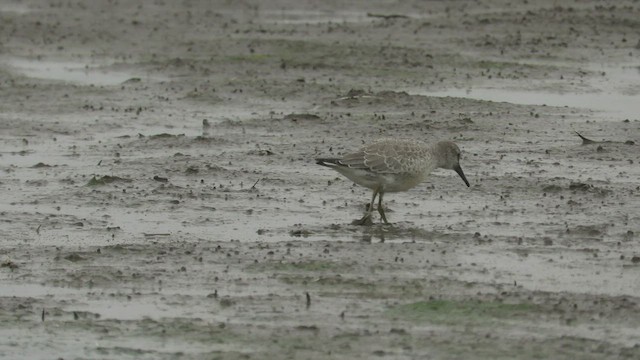 Red Knot - ML477731031