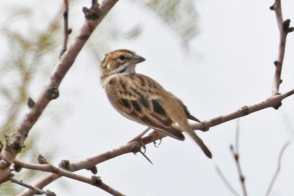 Lark Sparrow - Galen  Stewart