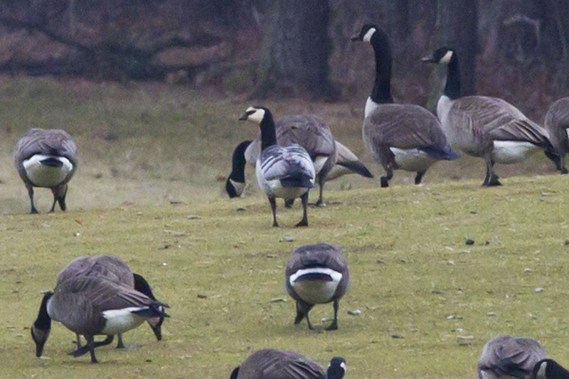 Barnacle Goose - ML47773181