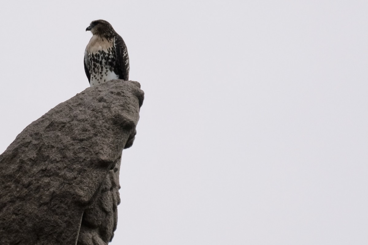 Red-tailed Hawk - ML477734171