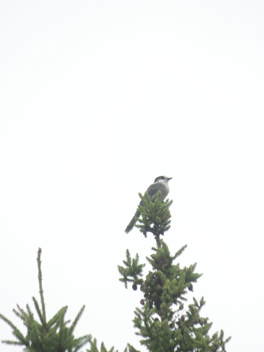 Canada Jay - John Loch