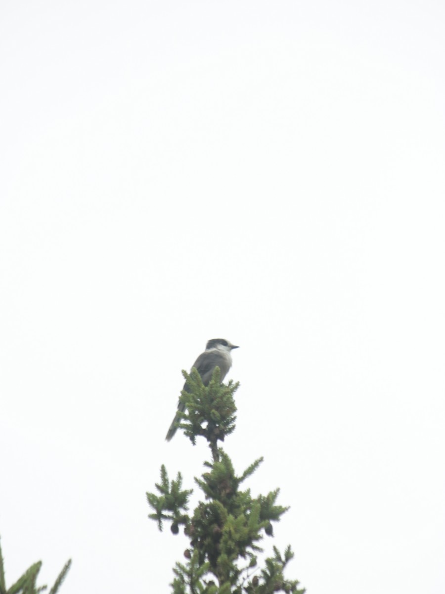 Canada Jay - John Loch