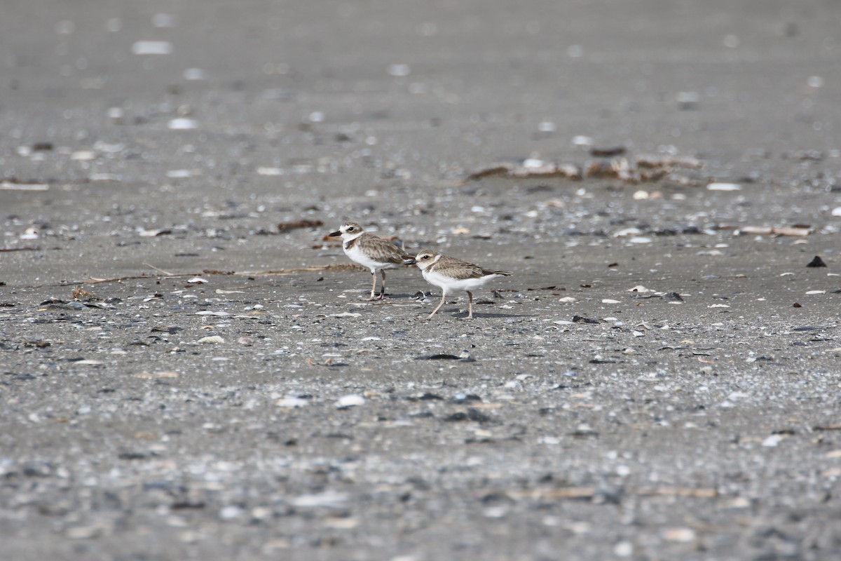 Wilson's Plover - Delaina LeBlanc