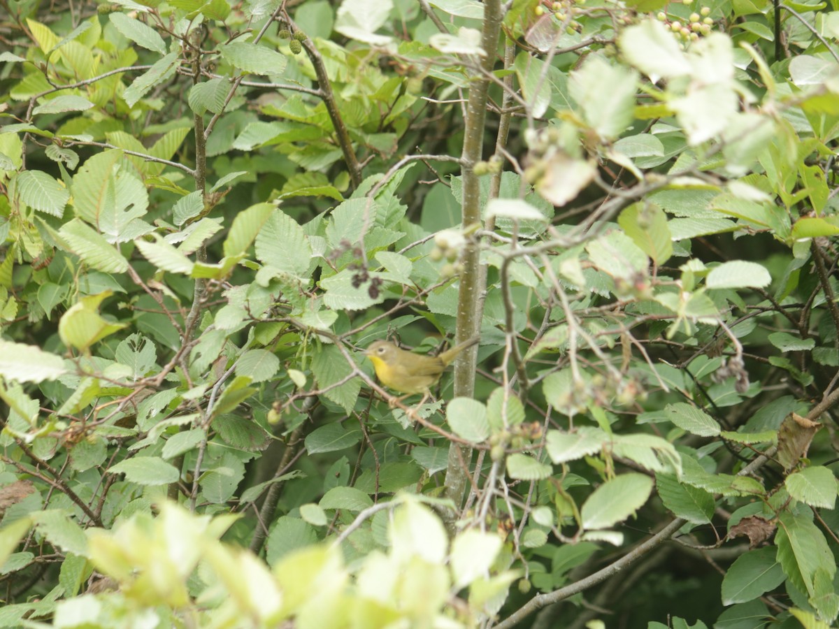 Common Yellowthroat - ML477736261