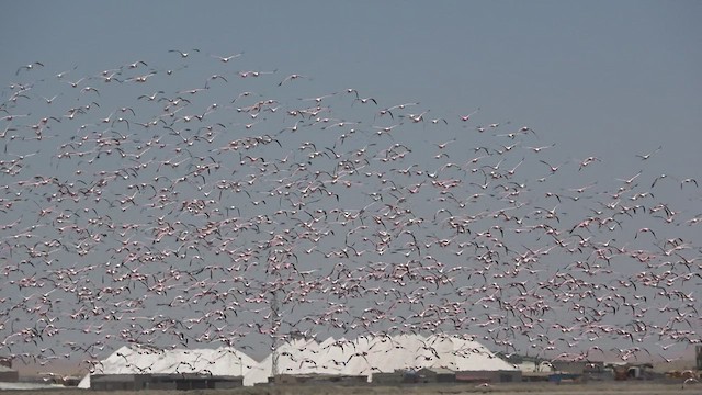 Lesser Flamingo - ML477737691