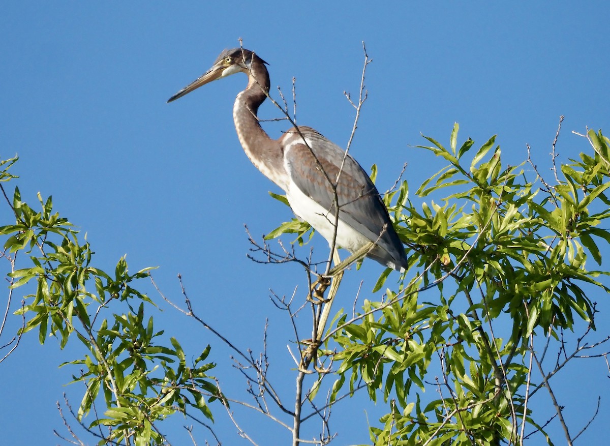 Tricolored Heron - ML477739631