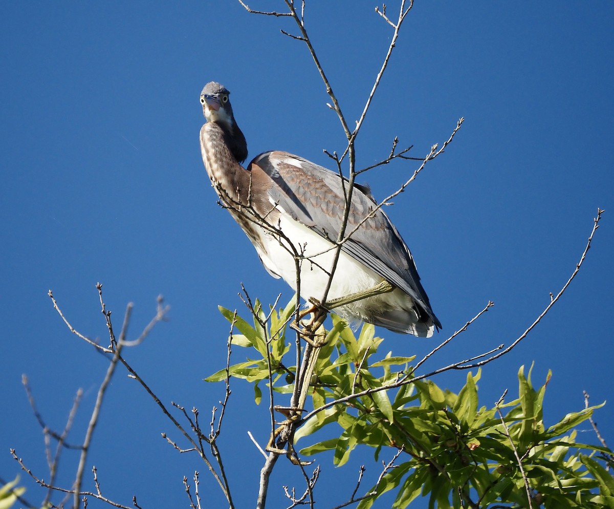 Tricolored Heron - ML477739641