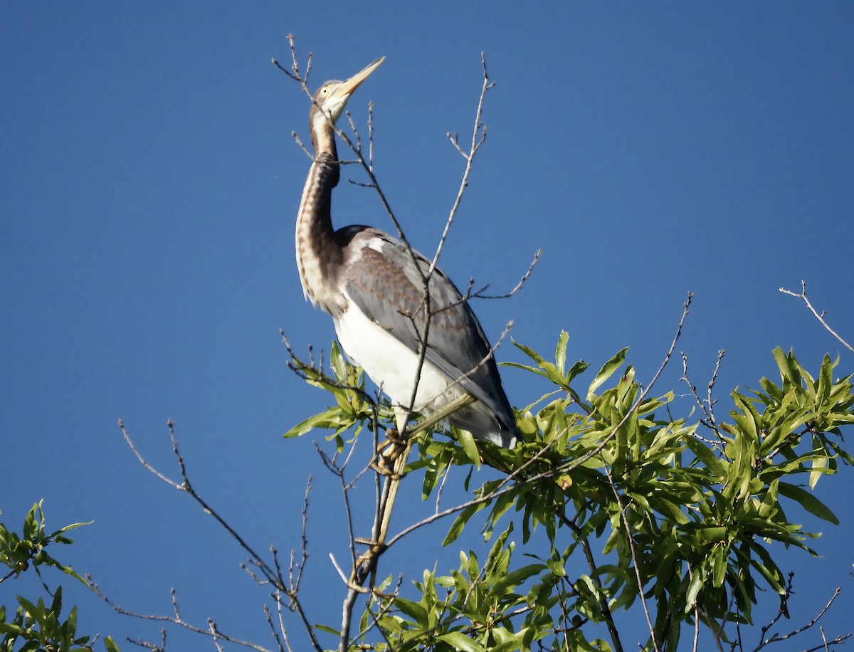 Tricolored Heron - ML477739661