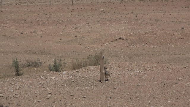 Rüppell's Bustard - ML477739891