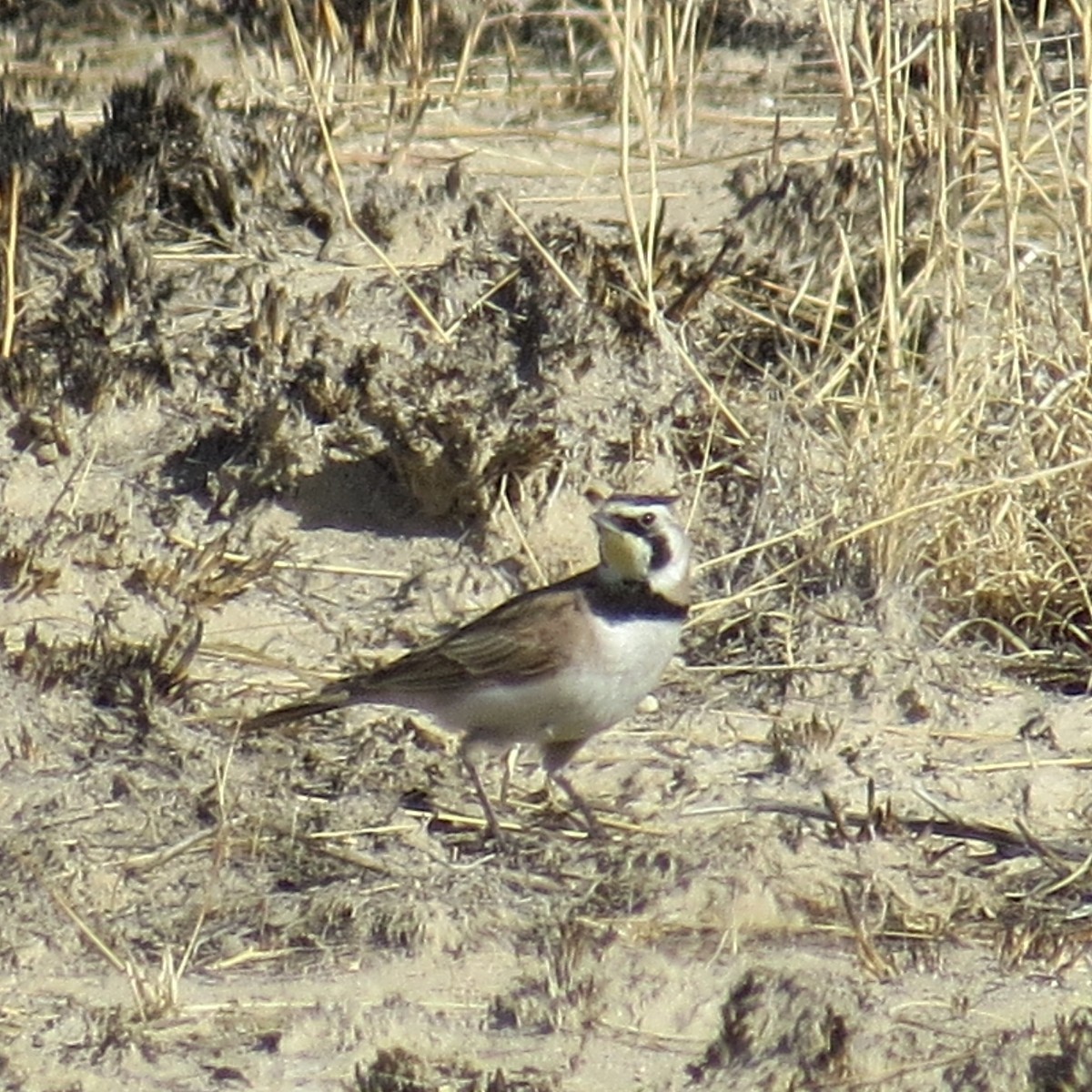 Horned Lark - Merri R