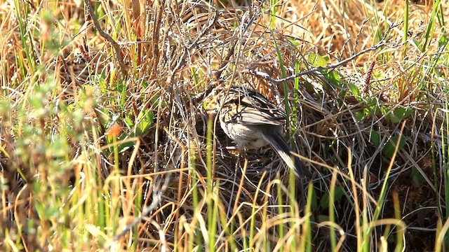 American Tree Sparrow - ML477741