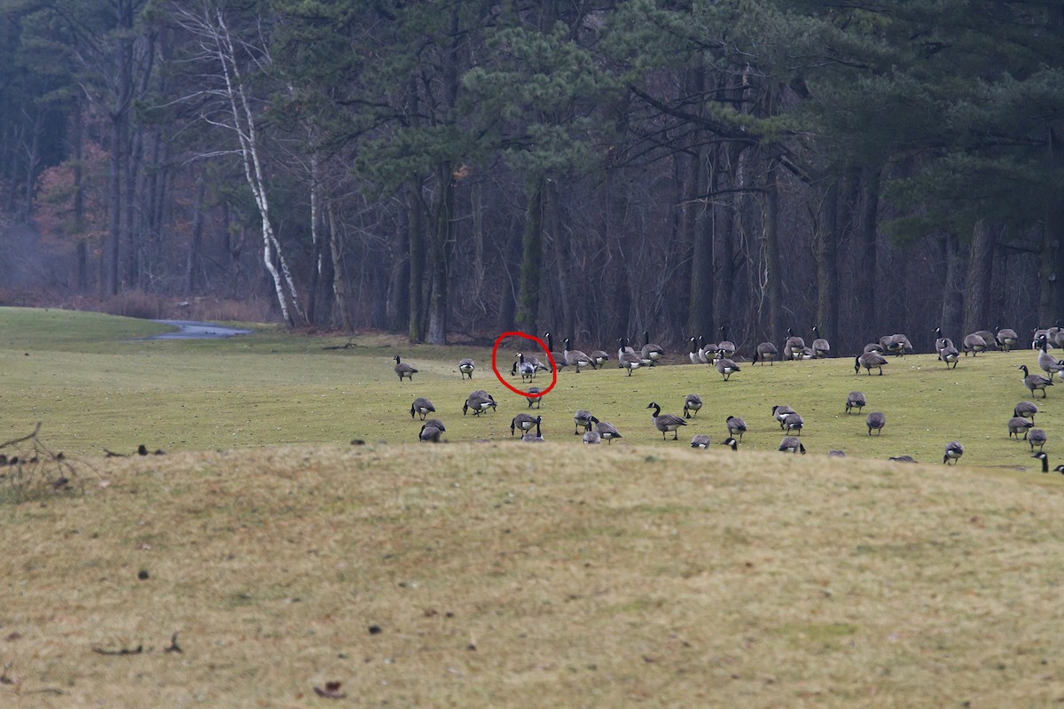 Barnacle Goose - ML47774111