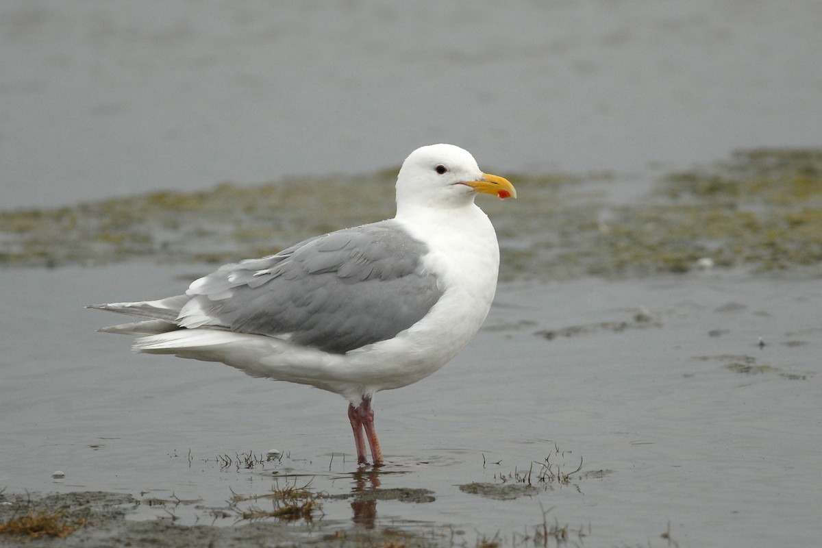 Glaucous-winged Gull - ML47774131