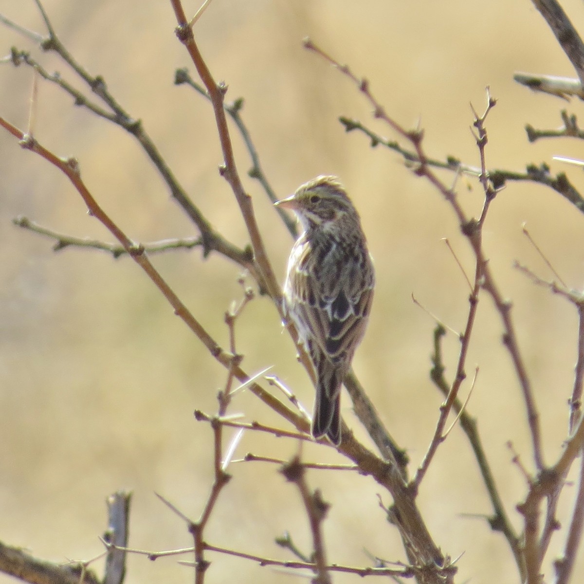 Savannah Sparrow - Merri R