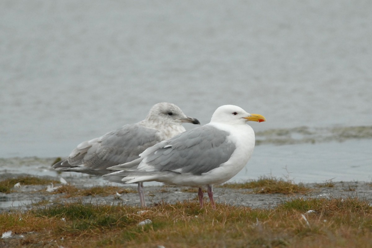 Glaucous-winged Gull - Cameron Eckert