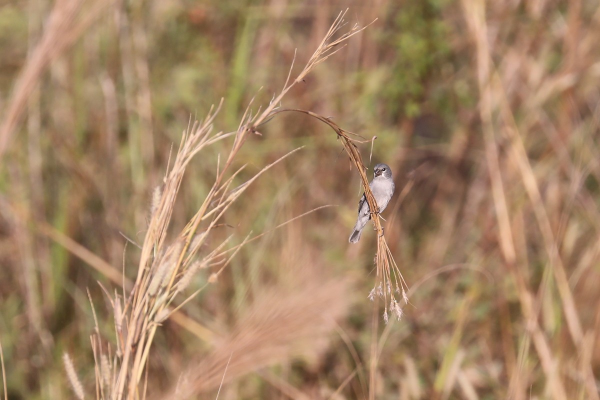 Plumbeous Seedeater - ML477742961