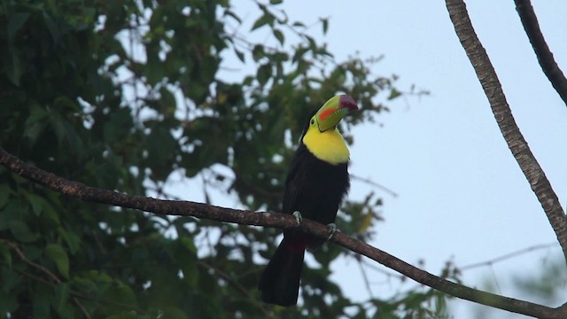 Keel-billed Toucan - ML477744