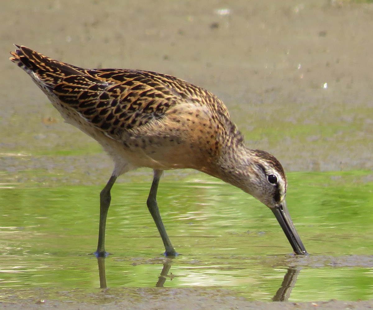 Short-billed Dowitcher - Mike Burkoski