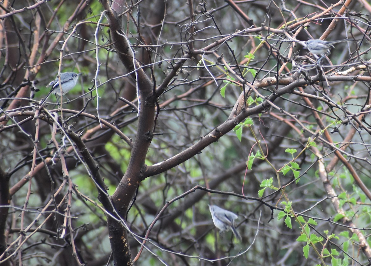 Cuban Gnatcatcher - ML477745131