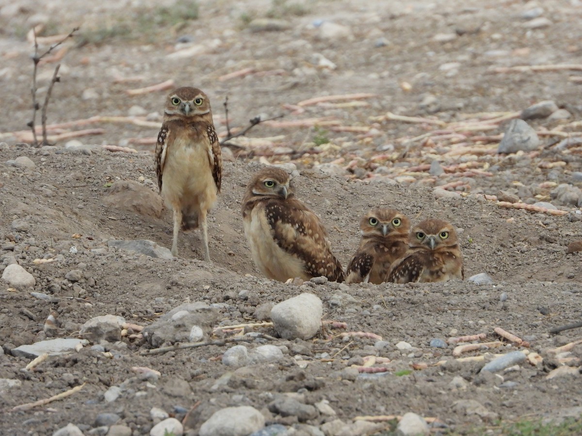 Burrowing Owl - ML477745251