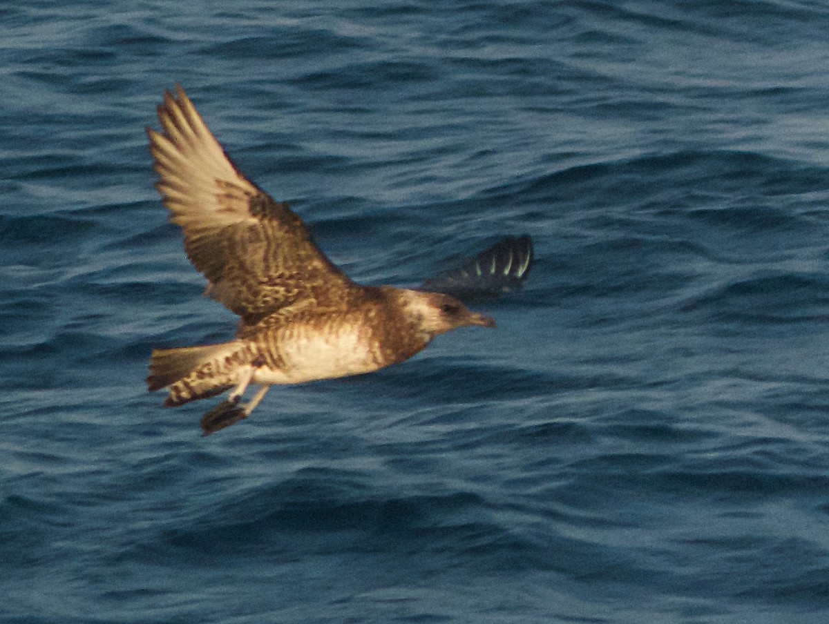 Pomarine Jaeger - John Gluth