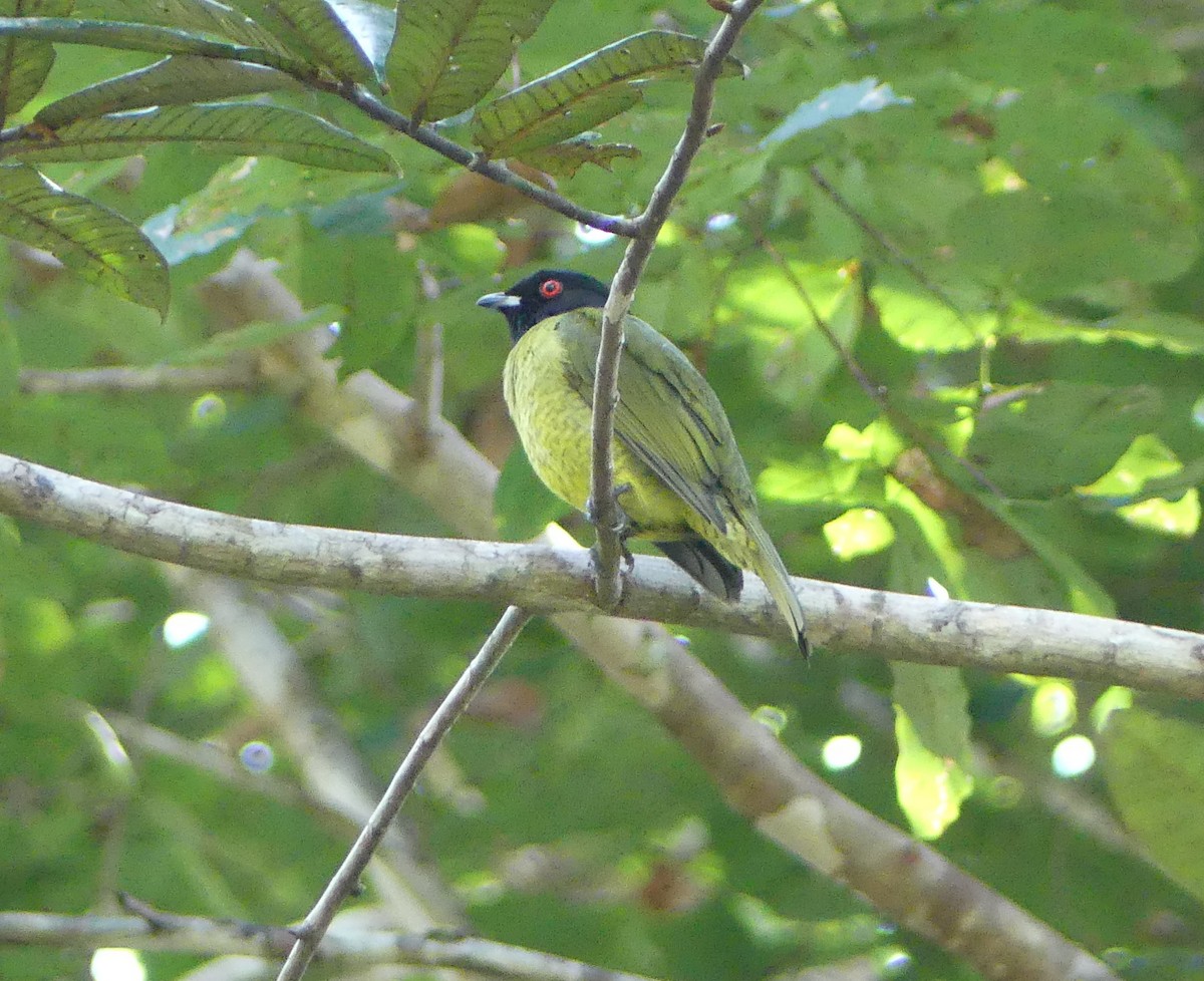 Black-headed Berryeater - ML477745551