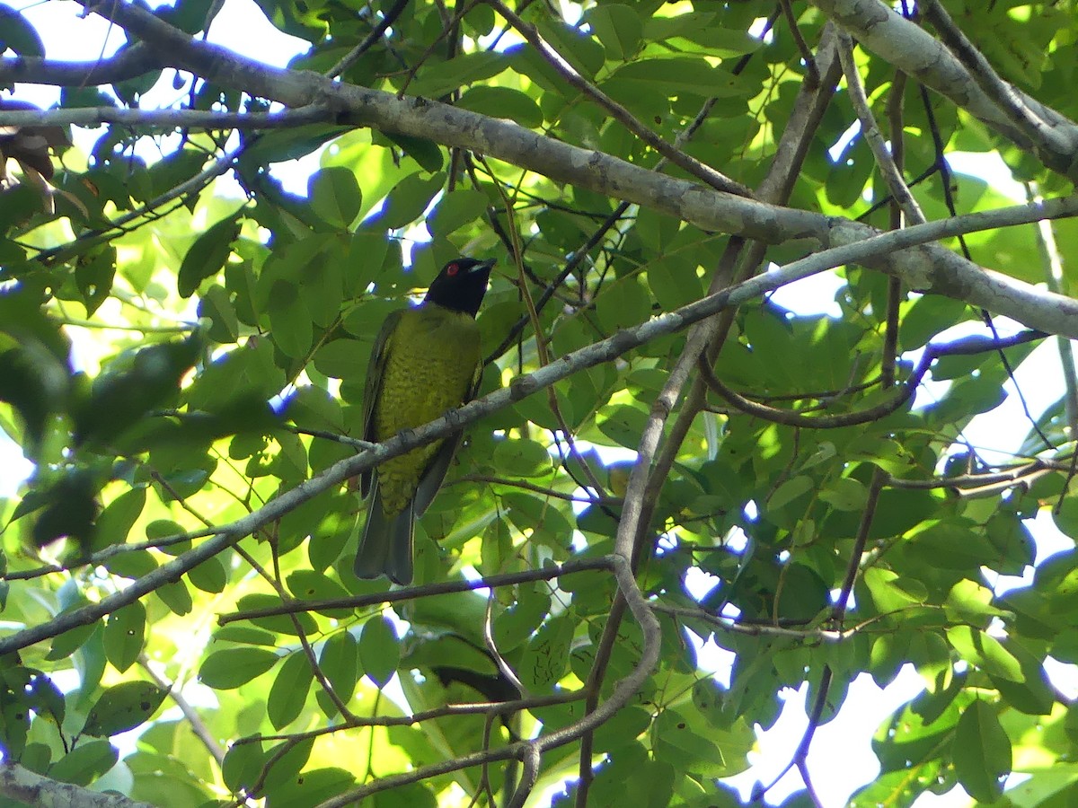 Black-headed Berryeater - ML477745561