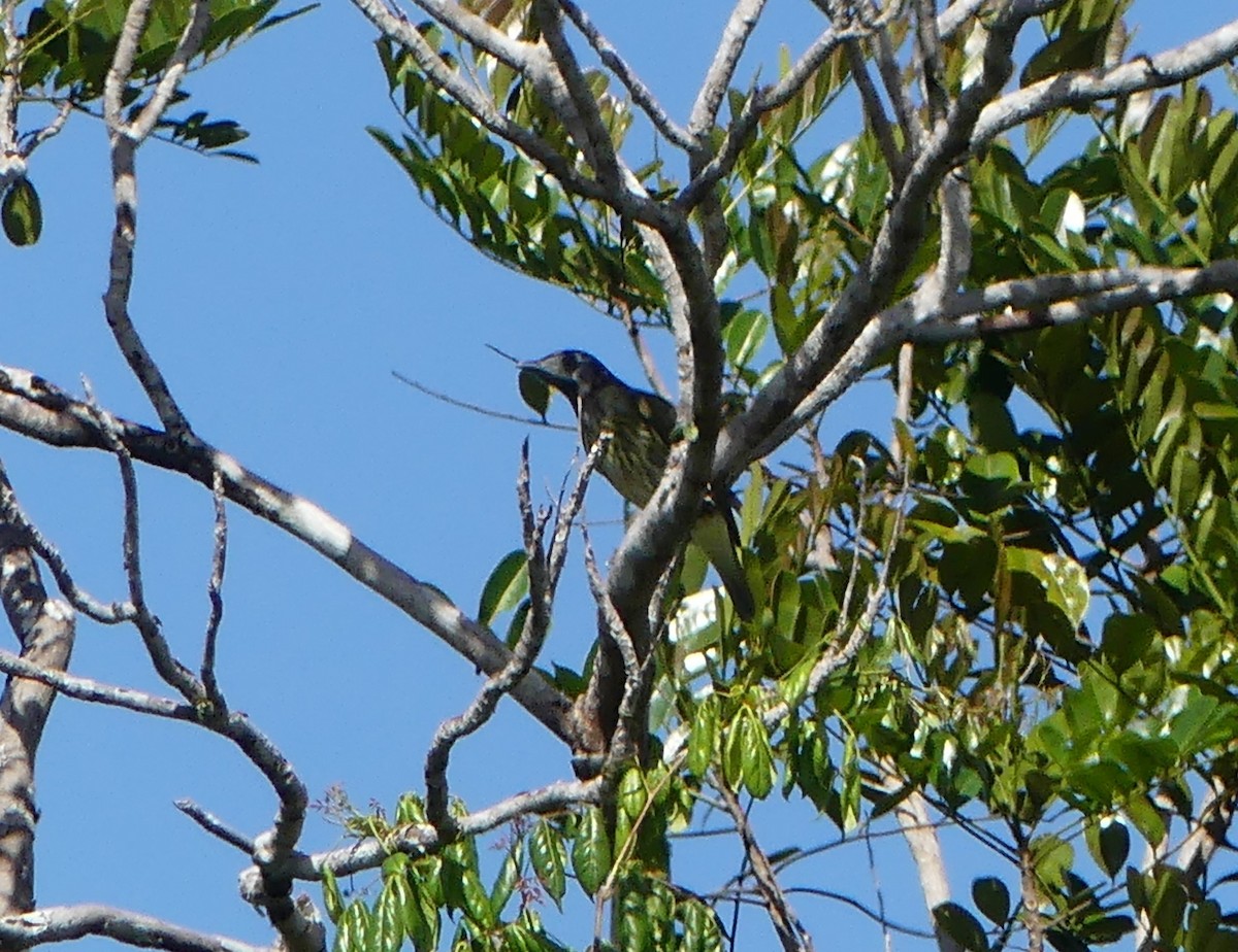 Bare-throated Bellbird - ML477745611