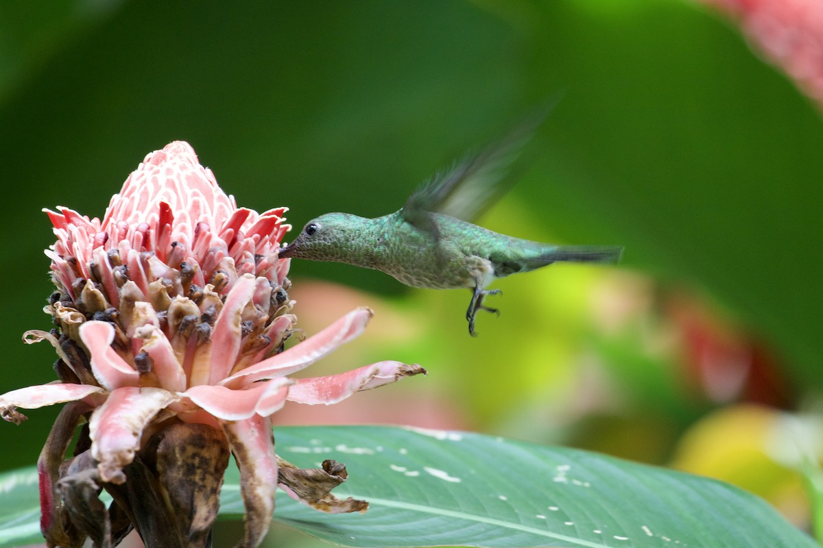 Scaly-breasted Hummingbird - ML477745831