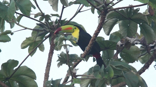 Keel-billed Toucan - ML477746