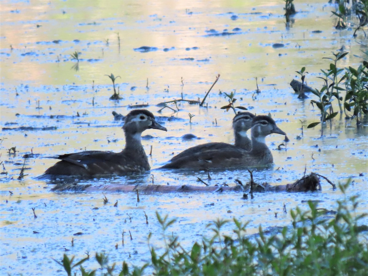Wood Duck - ML477746231