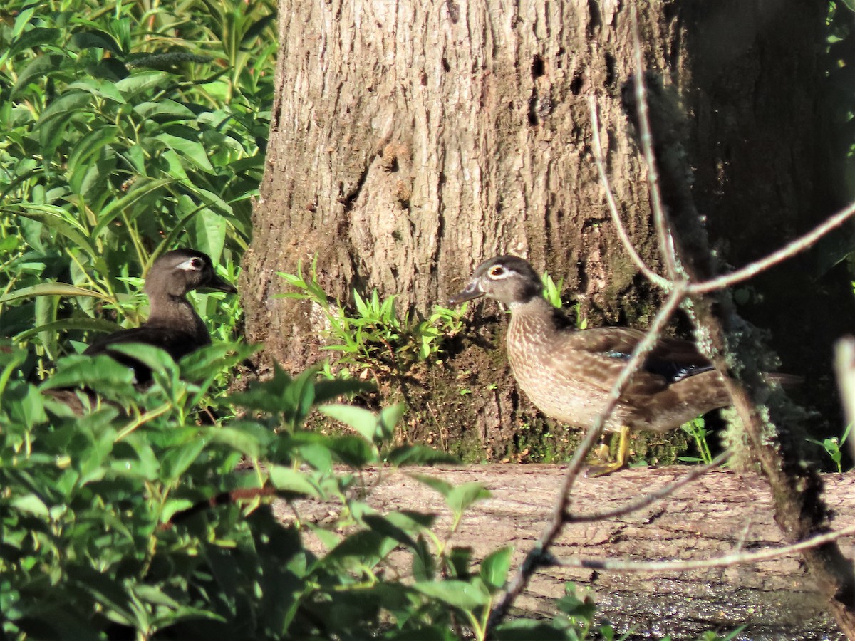 Wood Duck - ML477746241