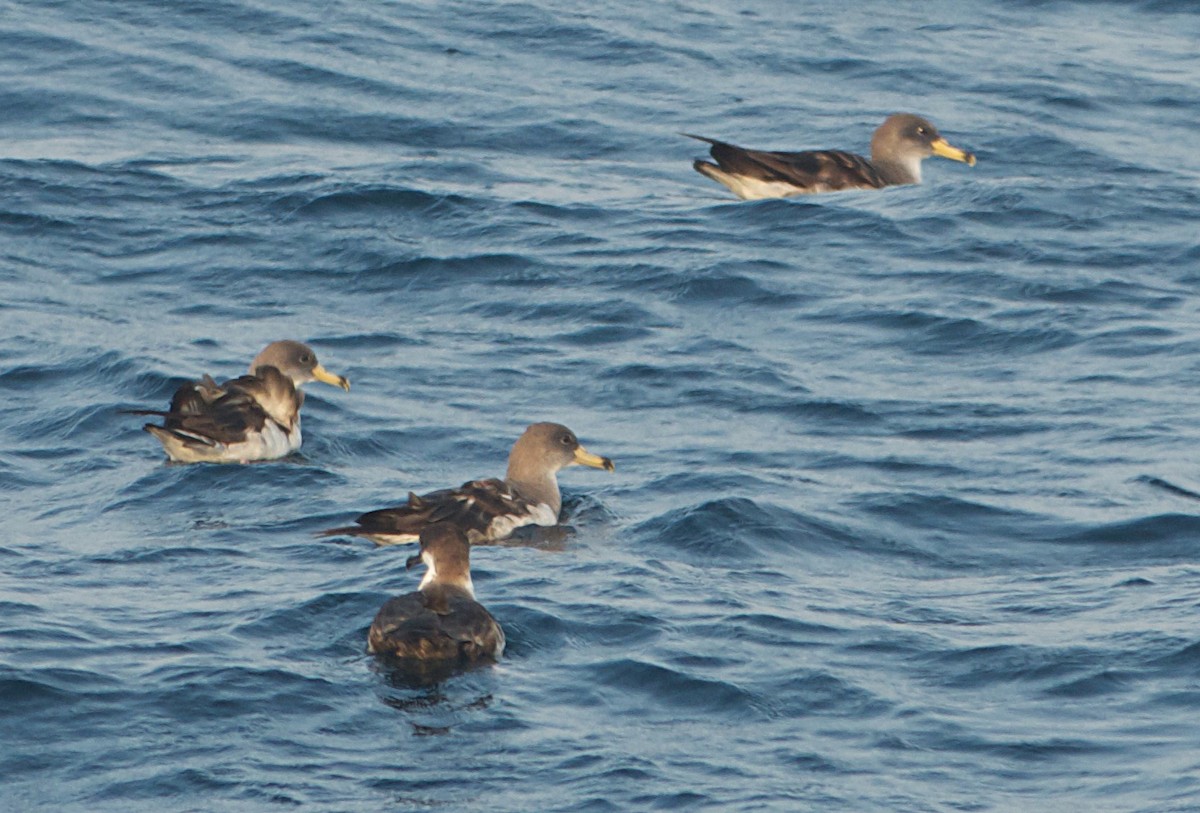 Cory's Shearwater - ML477746391