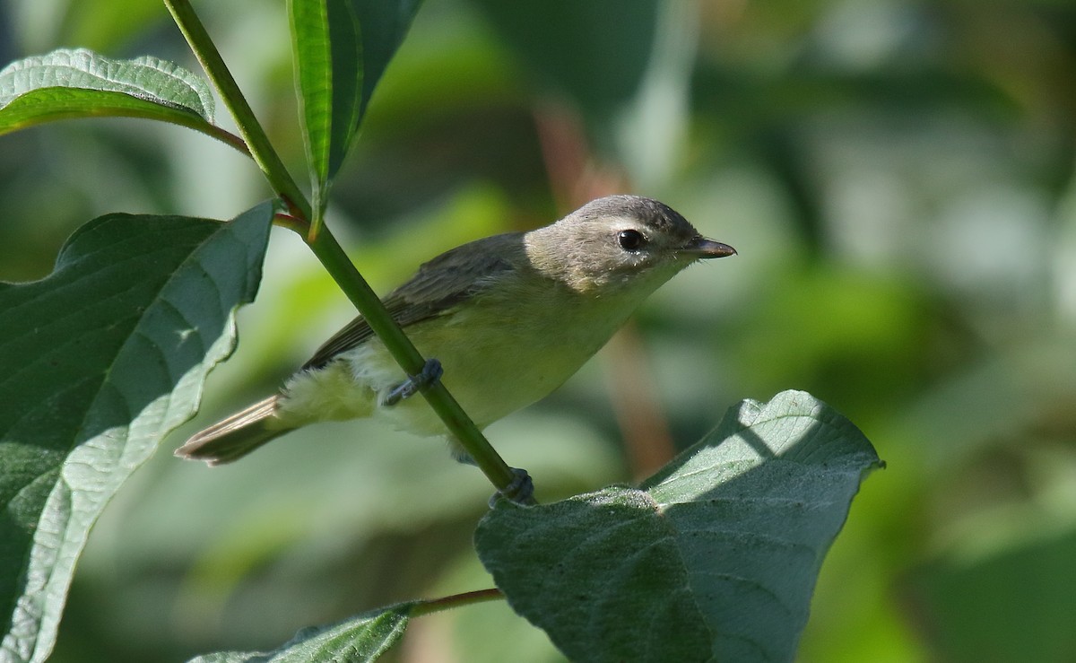 Warbling Vireo - Greg Gillson