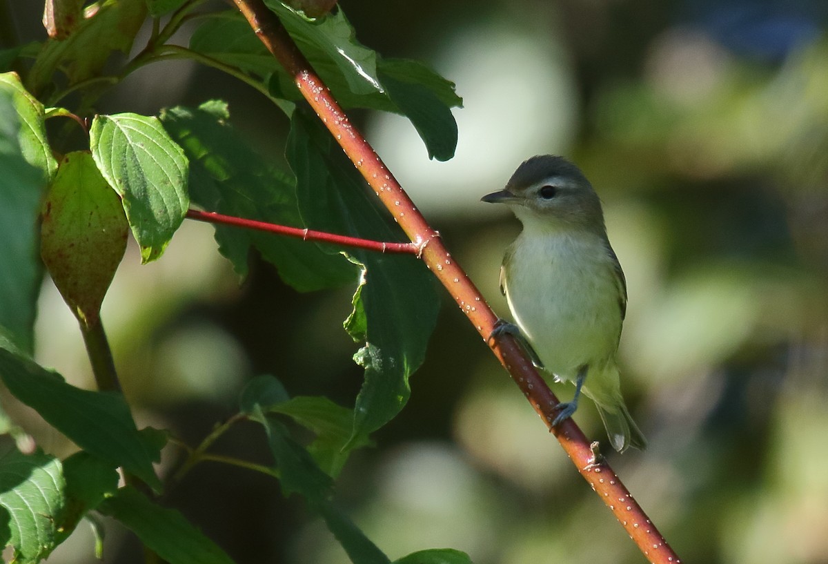 Warbling Vireo - Greg Gillson