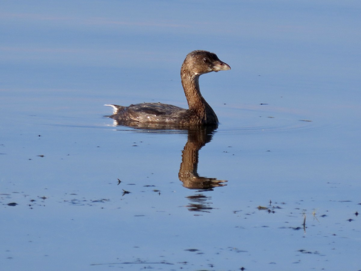 Pied-billed Grebe - ML477746811