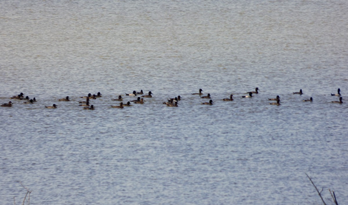 Lesser Scaup - ML47774741