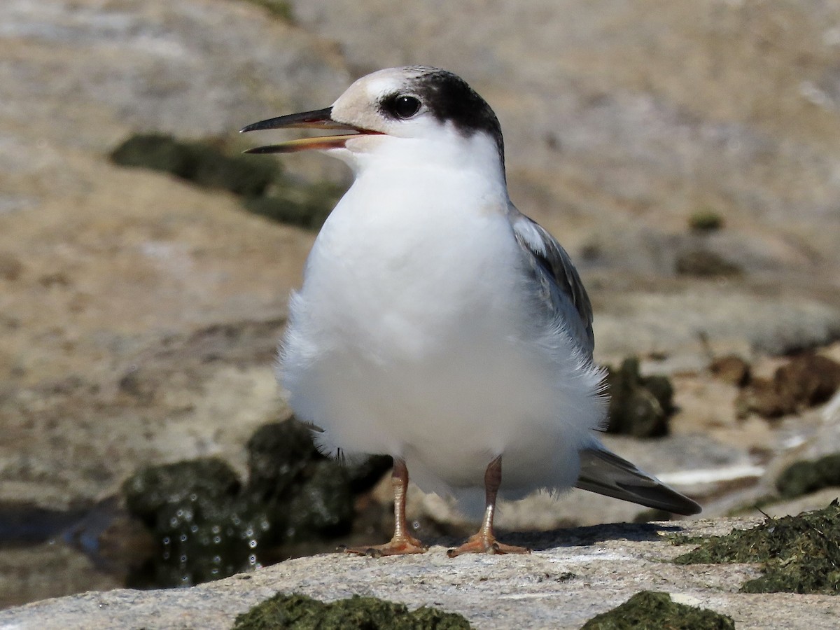 Common Tern - ML477747681