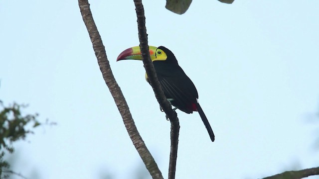 Keel-billed Toucan - ML477748