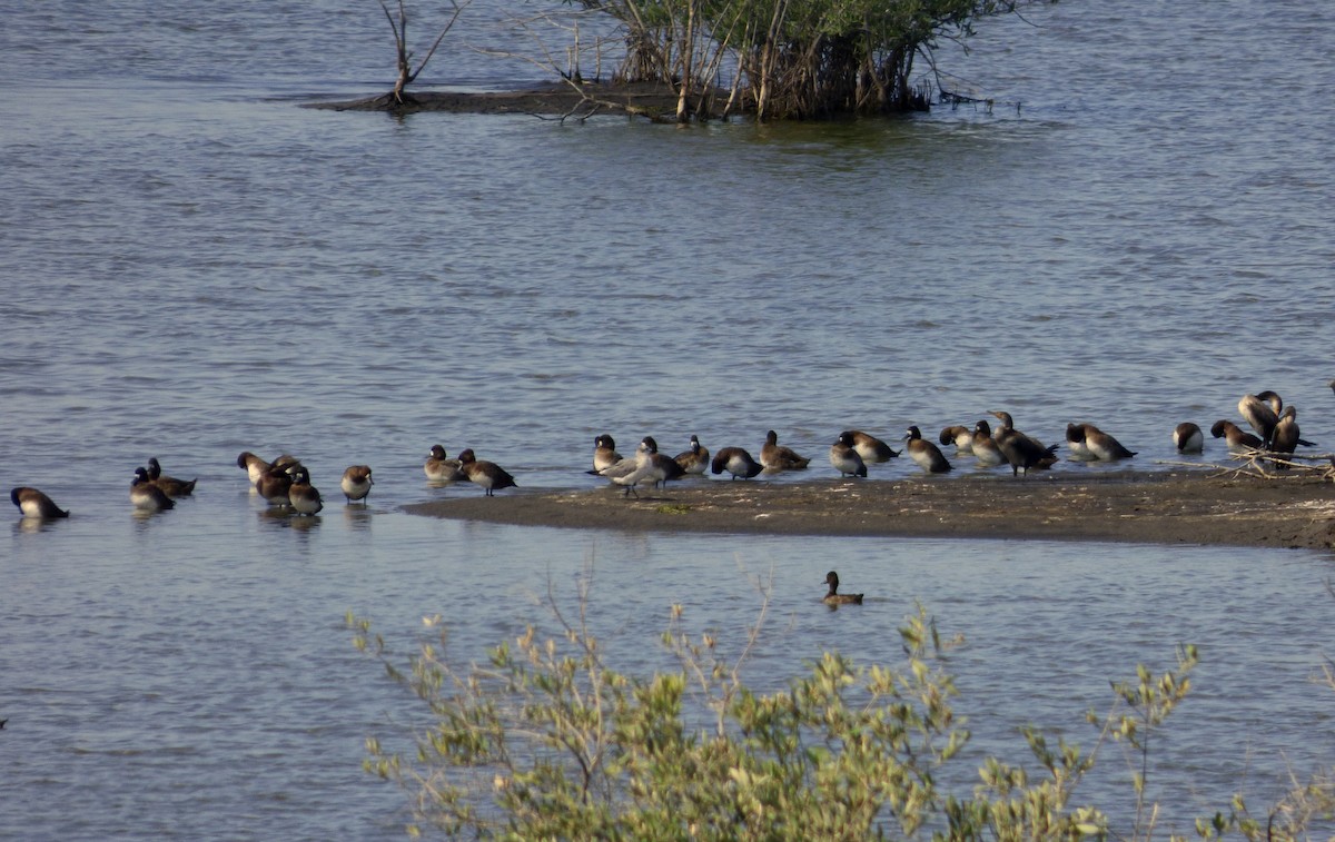 Lesser Scaup - ML47774811