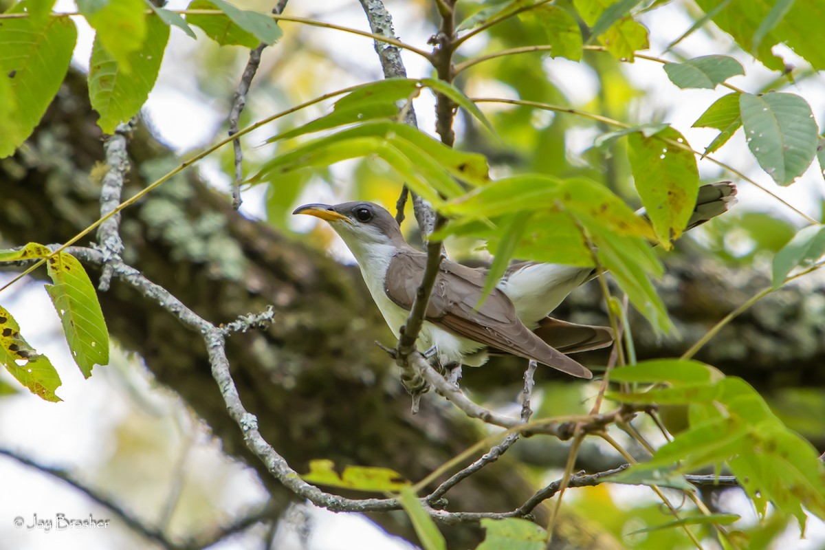 Yellow-billed Cuckoo - ML477748181