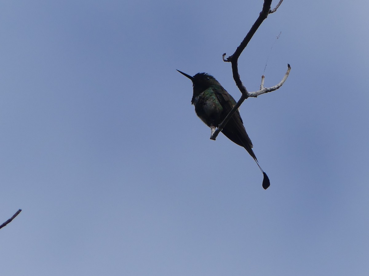 kolibřík pálkoocasý - ML477749551