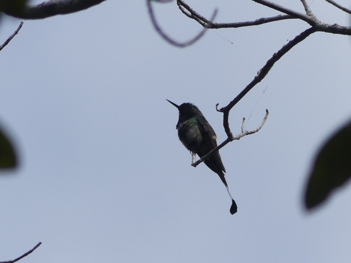 kolibřík pálkoocasý - ML477749561