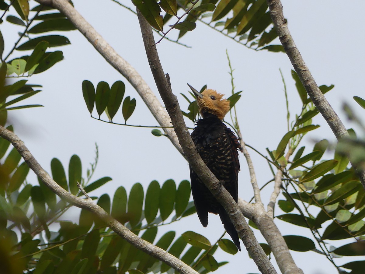 Ringed Woodpecker (Atlantic Black-breasted) - ML477749641