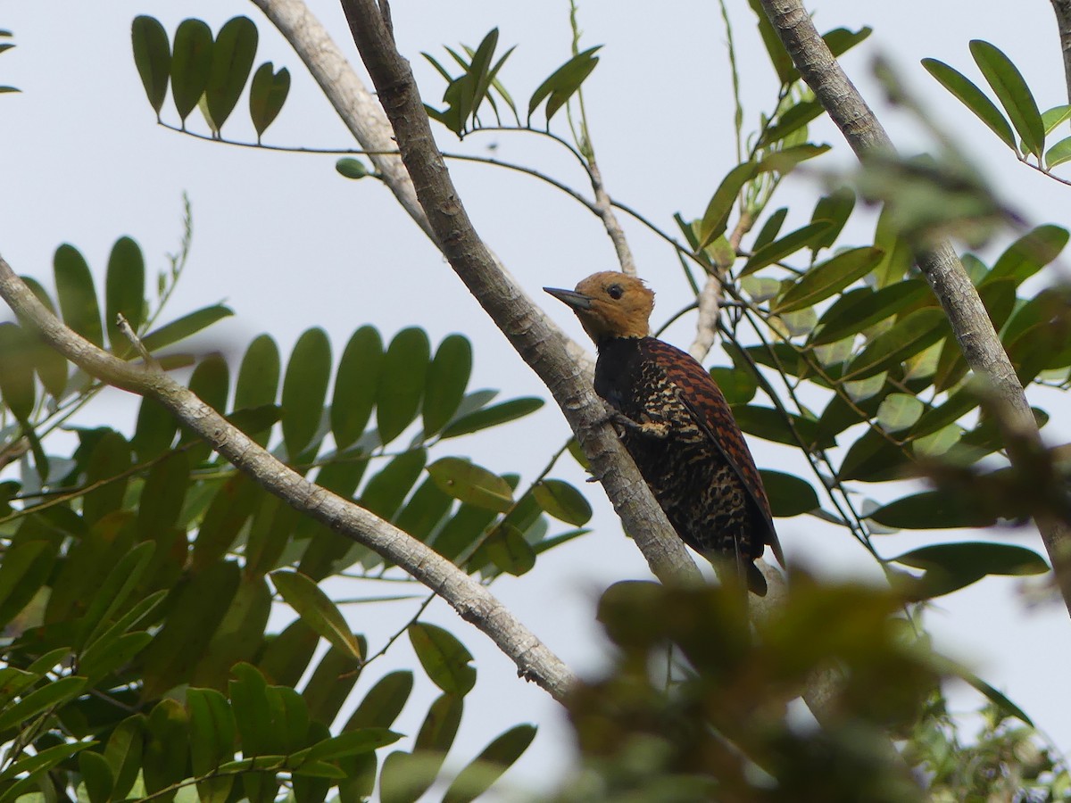 Ringed Woodpecker (Atlantic Black-breasted) - ML477749651