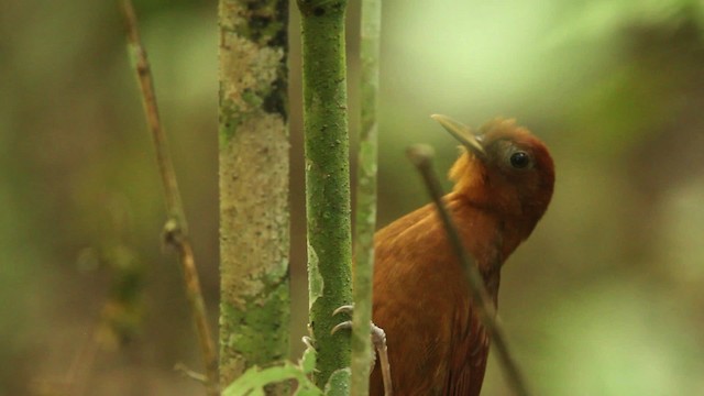 Ruddy Woodcreeper - ML477750