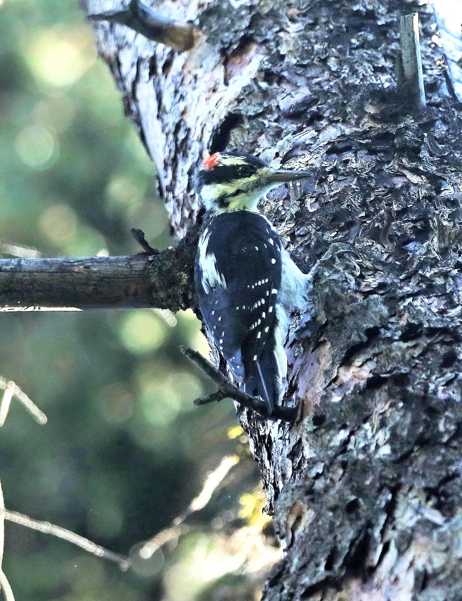 Hairy Woodpecker - ML477750001