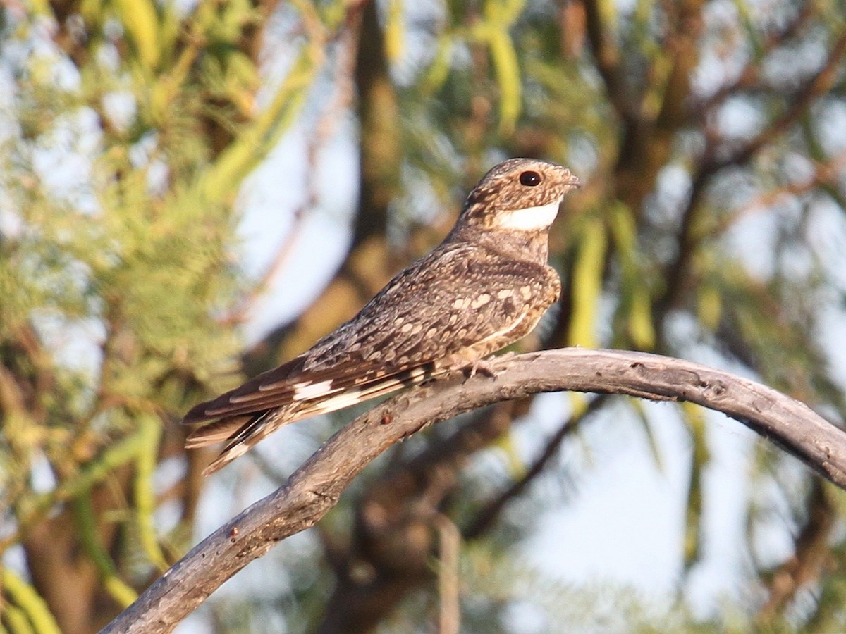 Lesser Nighthawk - Lyle Hamilton