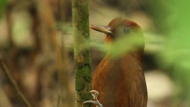 Ruddy Woodcreeper - ML477751