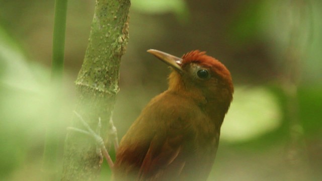 Ruddy Woodcreeper - ML477752